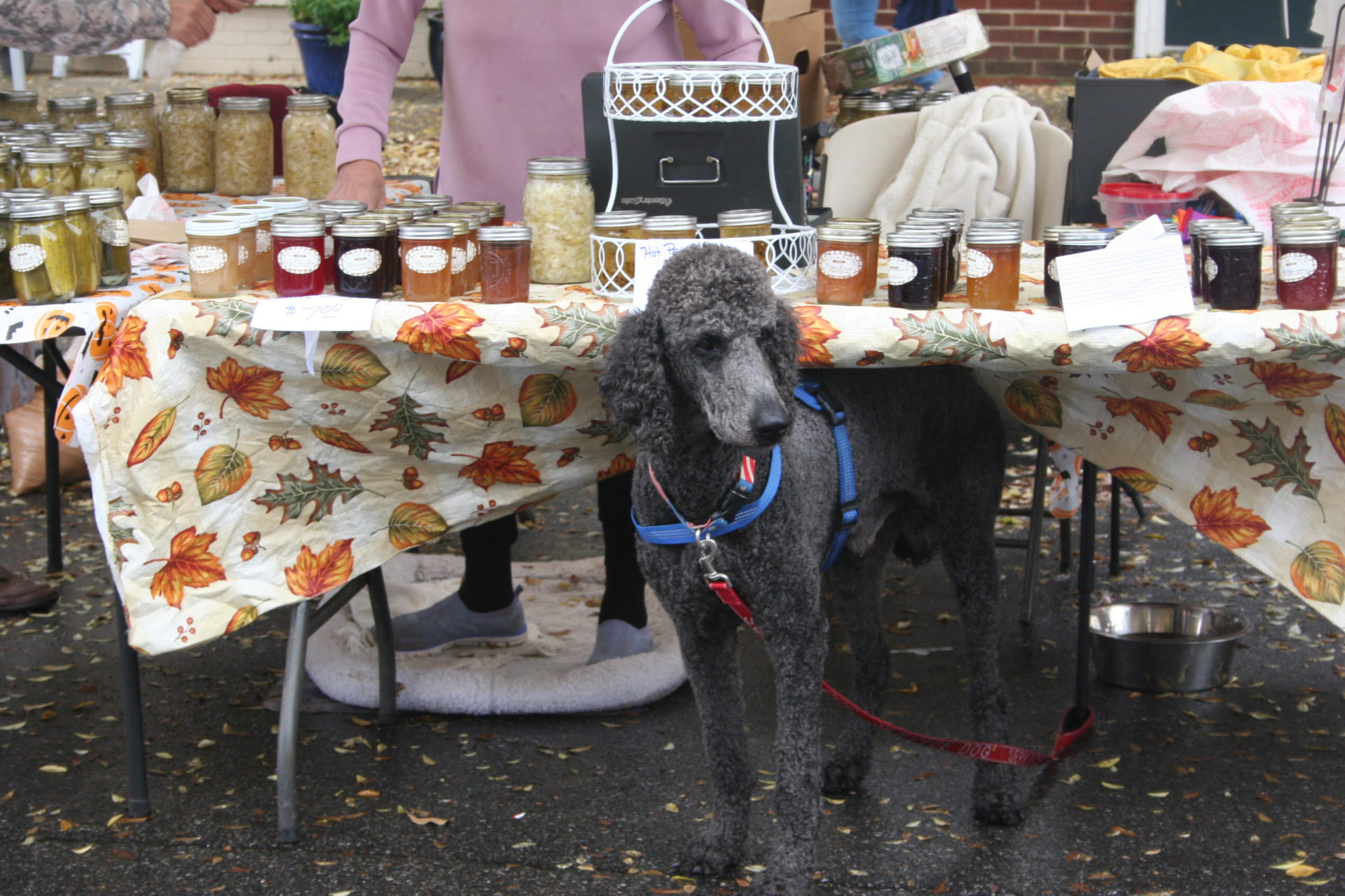 Photo Gallery 19th Annual Statesville Pumpkin Festival Iredell Free News